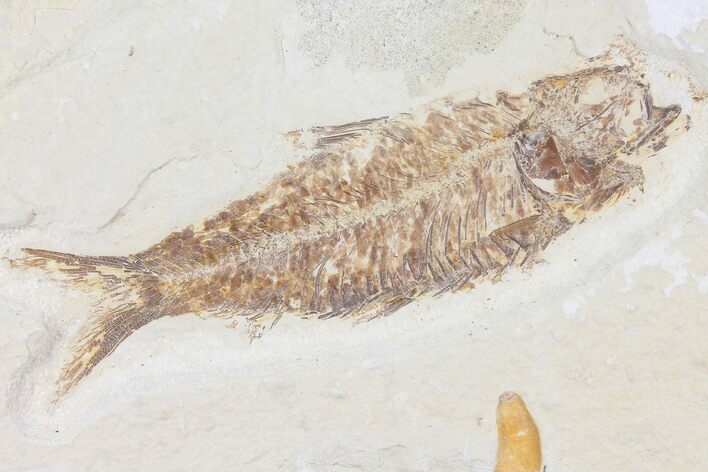 Fossil Fish (Knightia) With Copro- Wyoming #109990